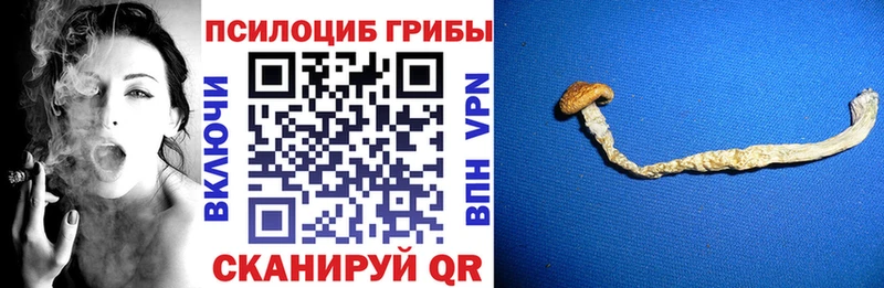 KRAKEN онион  Новопавловск  Галлюциногенные грибы прущие грибы 